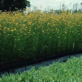 thumbnail for publication: Coreopsis leavenworthii Leavenworth's Tickseed
